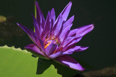 紫色的莲花开得很漂亮，有小蜜蜂吸着莲花的花粉。