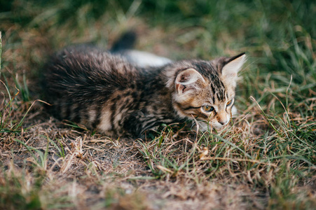 可爱的小猫独自在草地上玩耍