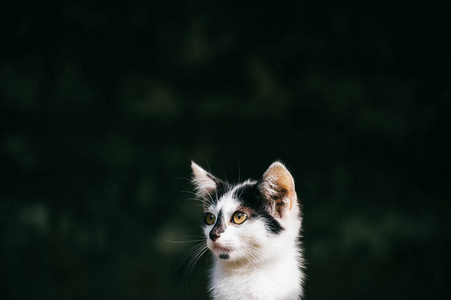 近距离观看黑白流浪猫