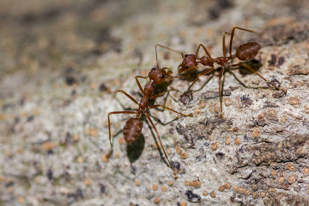 蚂蚁抬树图片