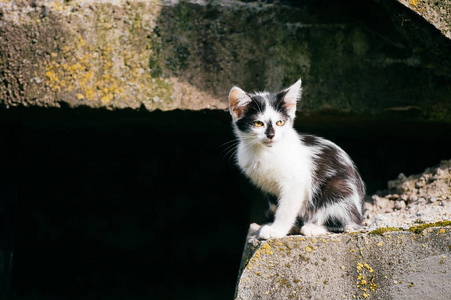 近距离观看黑白流浪猫照片