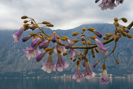 醉花阴春季阴天泡桐树花. 黑山科托尔湾照片