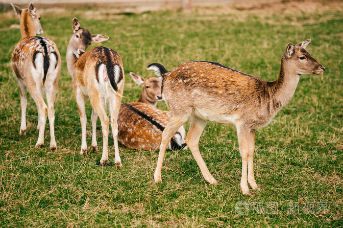 夏季动物园里的一群鹿群