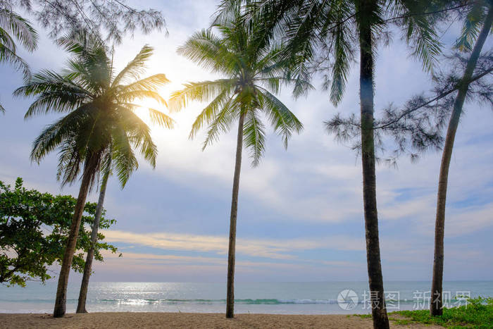 阳光下的椰子树海边。