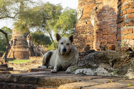 一只狗坐在大屿山佛寺的老砖上，是泰国和世界遗产城市的旅游景点。