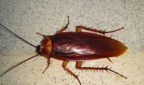 自然关闭年轻蟑螂在纹理瓷砖在家里.照片