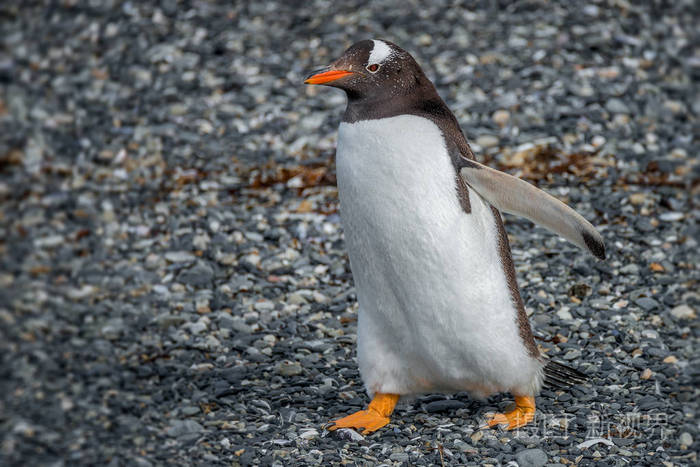 古度企鹅在阿根廷乌斯怀亚附近巴塔哥尼亚的比格海峡砾石海滩的肖像