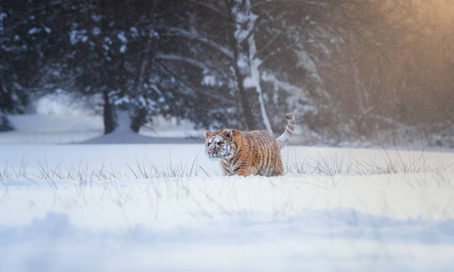 西伯利亚虎，天竺葵，阿尔泰卡，年轻的雄性，在大雪中，寒冷地走在深雪中，对抗冬林。 老虎在其自然的泰加环境冬季。 暴风雪中的大猫。