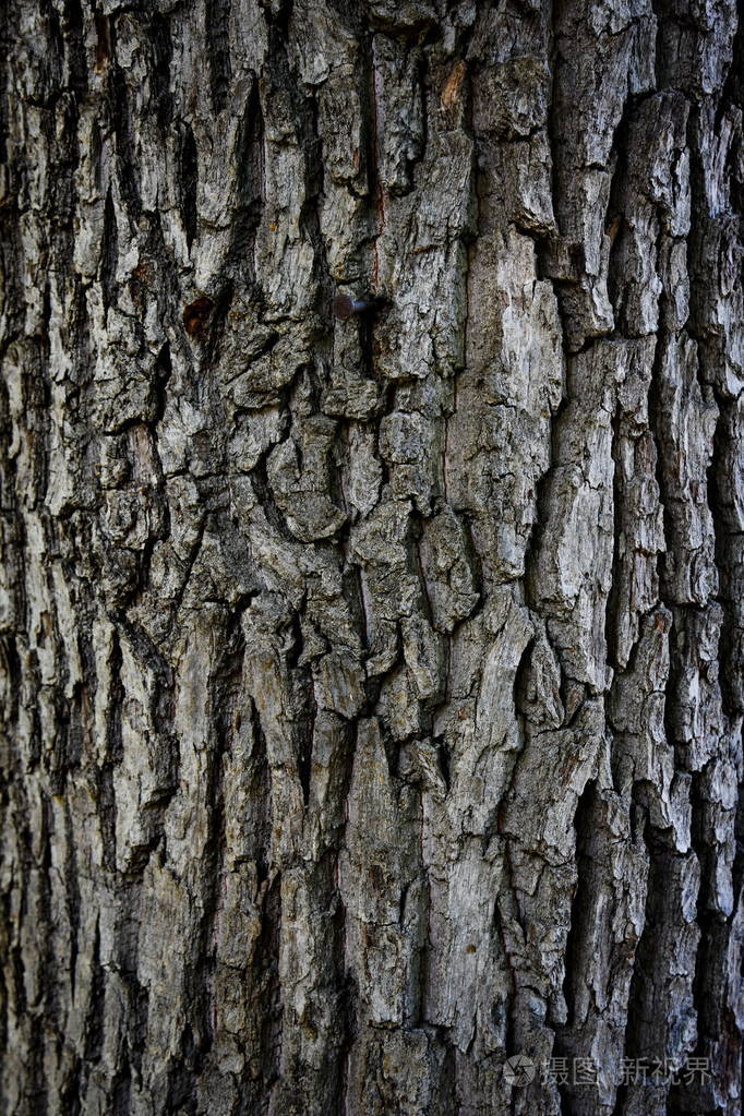松树树干特写的树皮纹理