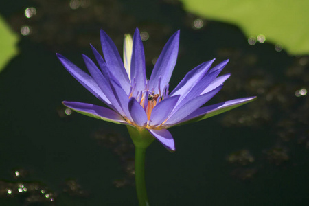 紫色的莲花开得很漂亮，有小蜜蜂吸着莲花的花粉。