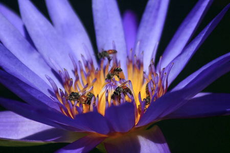 紫色的莲花开得很漂亮，有小蜜蜂吸着莲花的花粉。