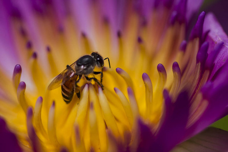 蜜蜂在紫莲的花粉上。