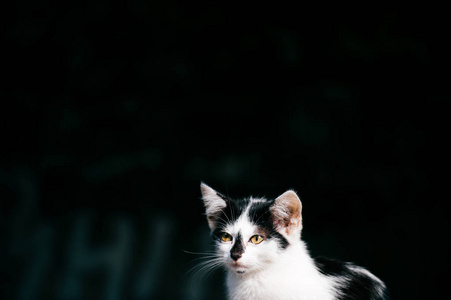 近距离观看黑白流浪猫