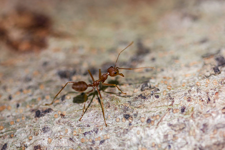 红蚂蚁走在树上照片