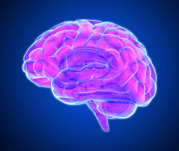 在深蓝色背景上分离的3D紫粉红色发光X射线大脑插图，剪裁路径可用于任何背景下的模切