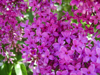 淡紫色的花在潮湿的背景上。 宏观的。 盛开的丁香花的春天枝条。