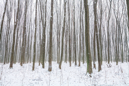 森林树木自然雪木背景