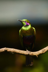 垂直照片的金属绿色西非鸟,翡翠starling,兰布罗特尼斯虹膜在模糊的