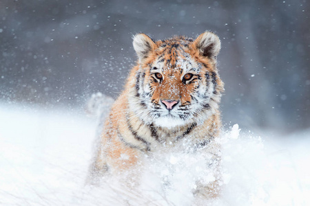 特写东北虎,天狼星,雪中少年雄,冻寒,深雪中镜头直接行走.