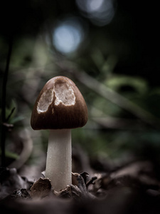 在模糊的自然背景上的罗德布鲁姆斯兰科阿曼涅特蘑菇