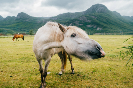 挪威牧场上野马站立的近景