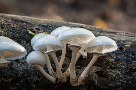 白色蘑菇在模糊的背景上。 粘菌，俗称瓷菌