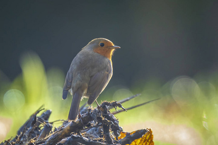 欧洲知更鸟Erithacus Rubecula鸟在季节在阳光下歌唱。