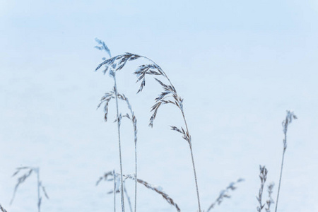 雪地上的草