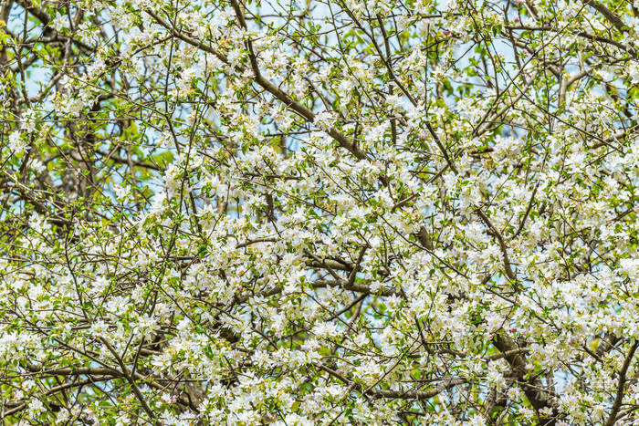 春天苹果树的枝条