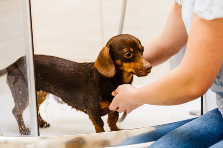 狗生狗照顾她小狗的女人. 女性在淋浴下清洗dachshund. 动物卫生概念.