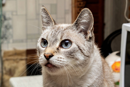 蓝眼睛的灰猫,闭上肖像复制空间照片