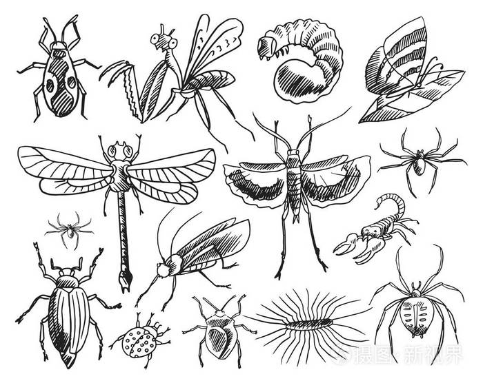 白色背景的昆虫素描集插画-正版商用图片17fp72-摄图新视界