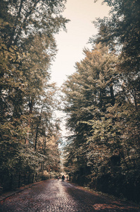 人行道两边都有树。 罗马尼亚森林中的秋巷