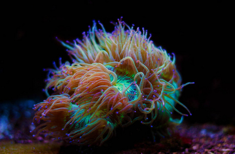优雅的lps珊瑚孤立的图像卡塔叶