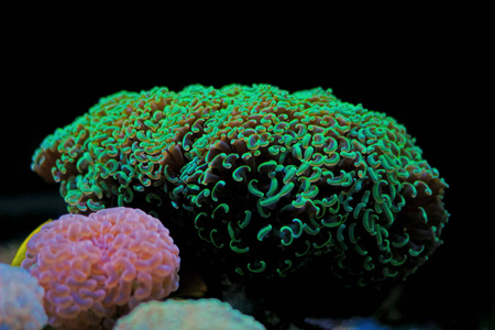 榔头LPs绿色珊瑚