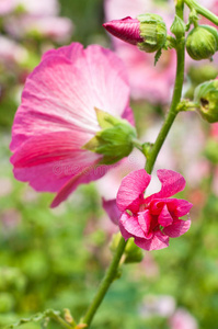 开花 自然 美丽的 花的 花瓣 花园 盛开 花束 特写镜头