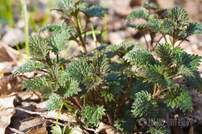 小春刺荨麻特写