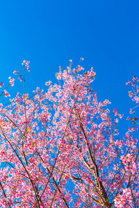 美丽的粉红色花朵