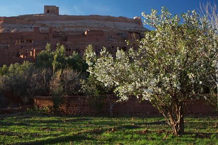 杏仁树和ait benhaddou ksar kasbah，摩洛哥