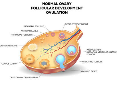 正常卵巢，卵泡发育和排卵