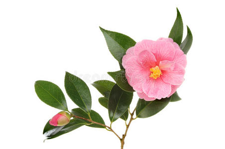 老风格花卉背景山茶花山茶花在白色背景上的线条艺术绘图和素描.