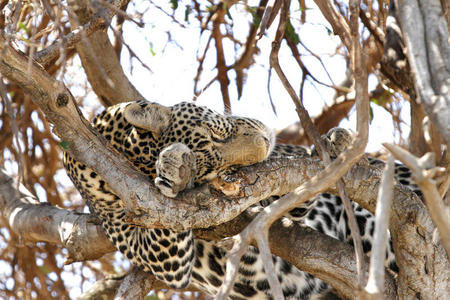 睡在树顶上的豹子