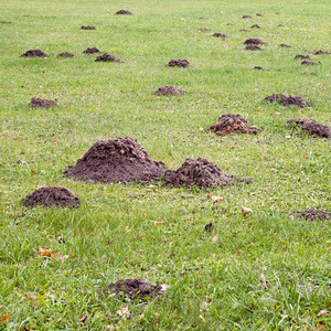 鼹鼠丘日积月累图片