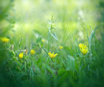 草中的小黄花图片