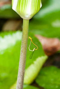 蜻蜓爱蜻蜓