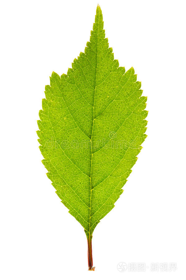 樱叶木瓜叶植物标本馆离体黑莓叶spa主题新鲜绿叶背景白衣上的绿叶