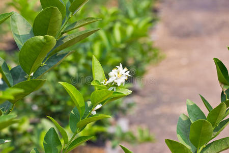 柠檬树花