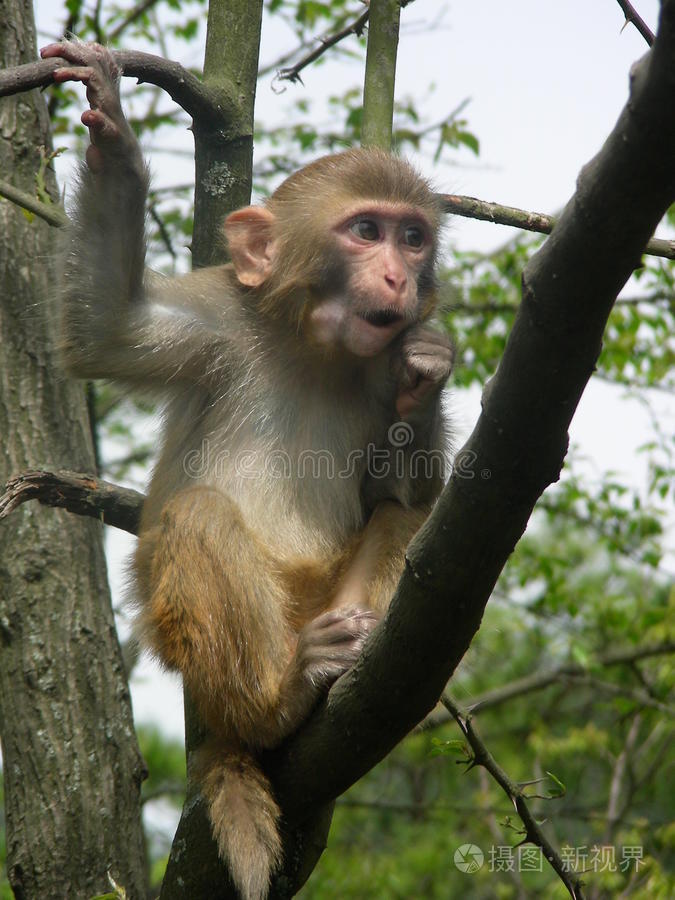 模仿猴子