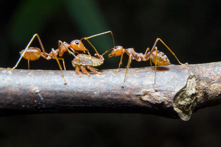 蚂蚁蚜虫。闭合。