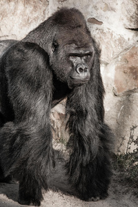 一只雄性大猩猩的脸像